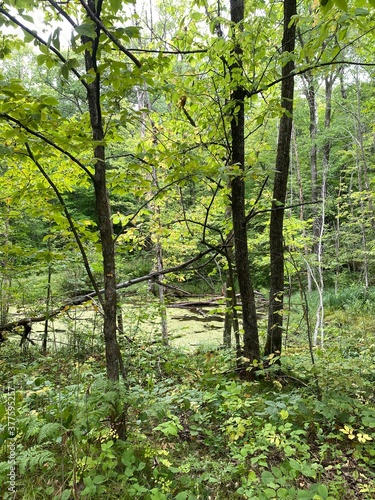 Fototapeta Naklejka Na Ścianę i Meble -  Scenic Minnesota Landscape in the Summer Time