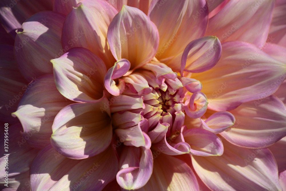 Closeup of a powdery pink dahlia flower Closeup of a powdery pink dahlia flower