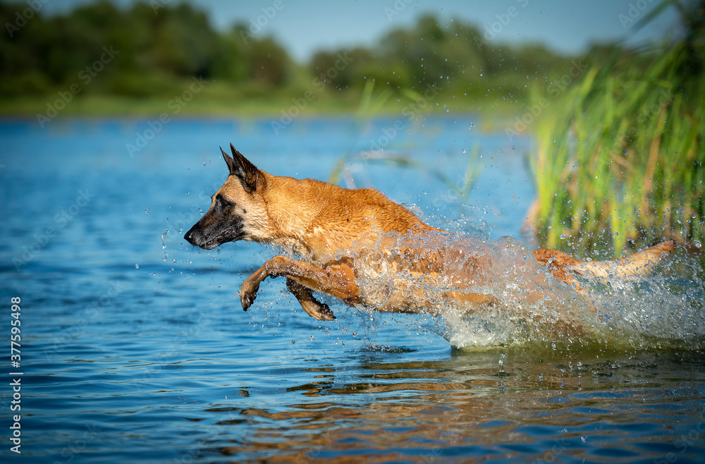 Adult belgian shepherd malinois female dog playing in water Adult belgian shepherd malinois female dog playing in water