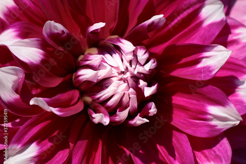 A pink dahlia flower of the Yarra Falls variety