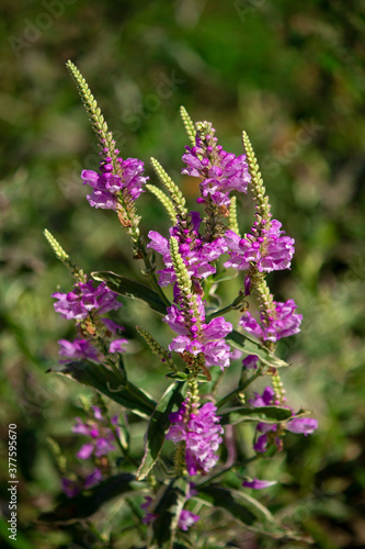 Obedient plant "Variegata" (Physostegia virginiana)