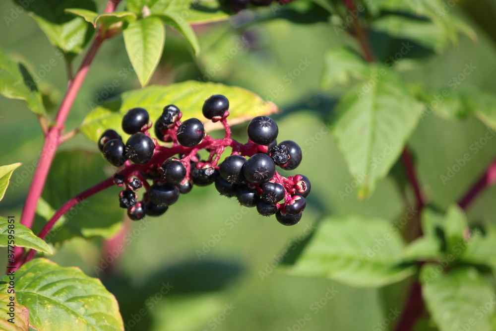 The black fruit of the american pokeweed The black fruit of the american pokeweed