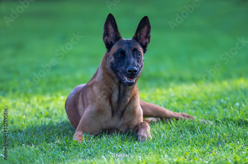 Portrait of a belgian shepherd malinois dog lying on the meadow