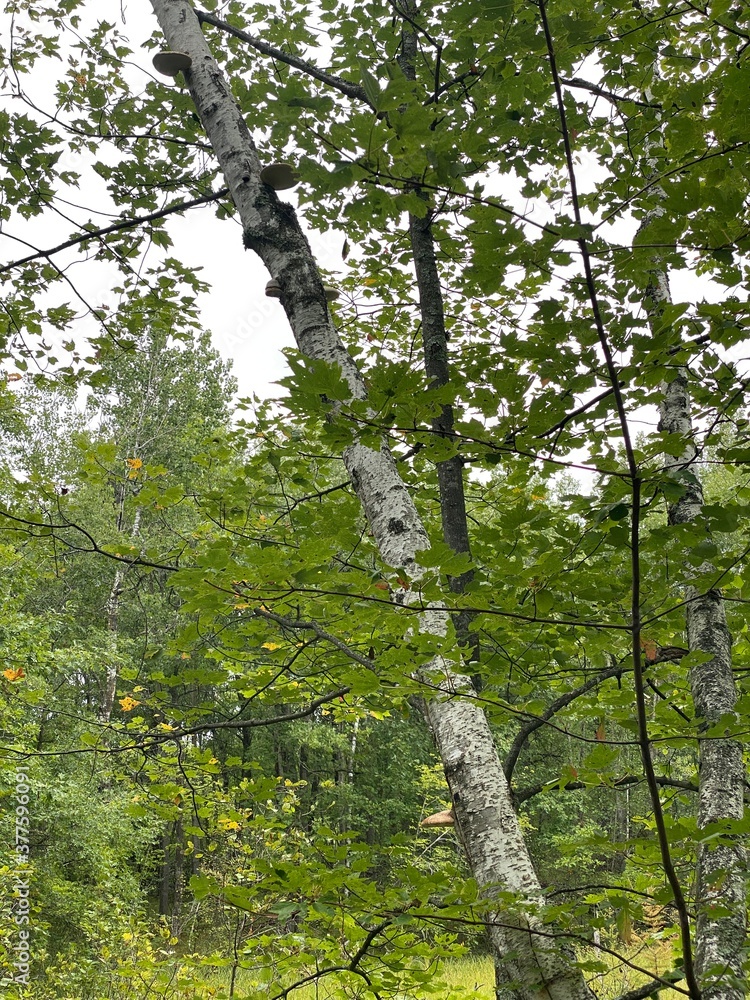 Fototapeta premium Scenic Minnesota Landscape in the Summer Time