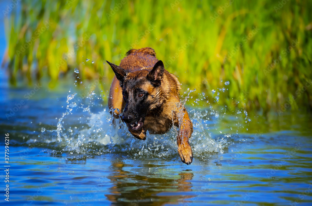 Young belgian shepherd dog playing in water