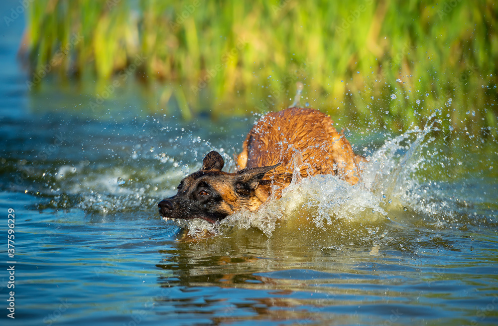 Fototapeta premium Young Belgian Shepherd female playing in the water