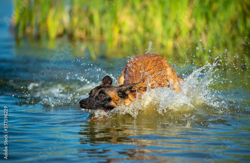 Young Belgian Shepherd female playing in the water