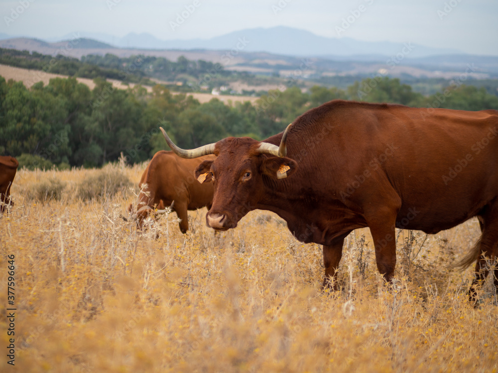 Toro bravo en un campo verde con montañas en el fondo Toro bravo en un campo verde con montañas en el fondo