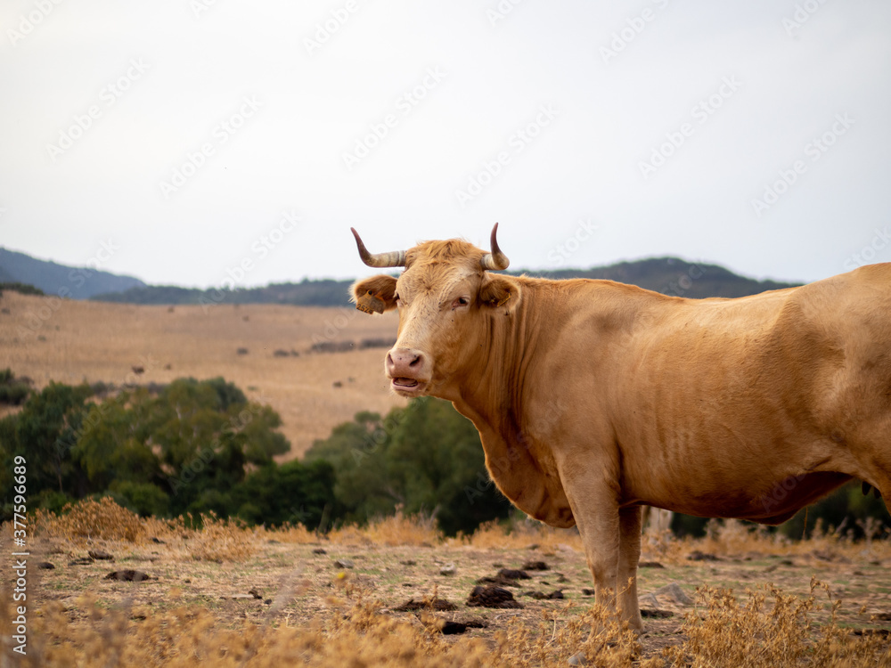 Toro bravo en un campo verde con montañas en el fondo Toro bravo en un campo verde con montañas en el fondo