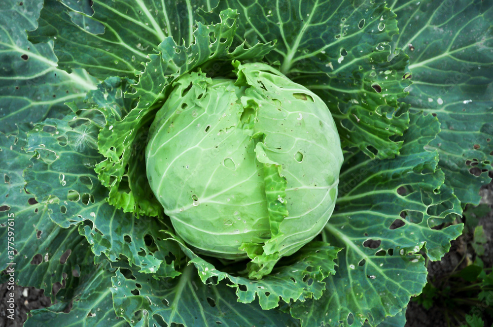 Obraz premium Cabbage damaged by pests.Agriculture. Autumn harvest.