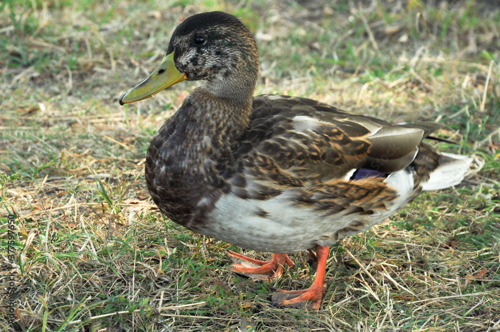 A duck walks near the lake. A lonely duck . A duck walks near the lake. A lonely duck .