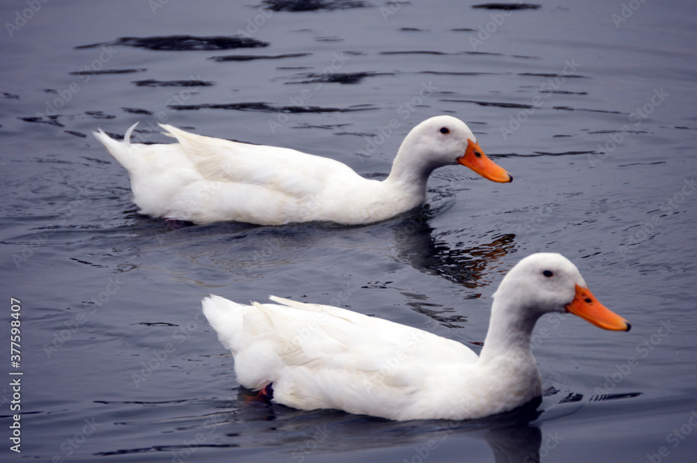 duck on the water