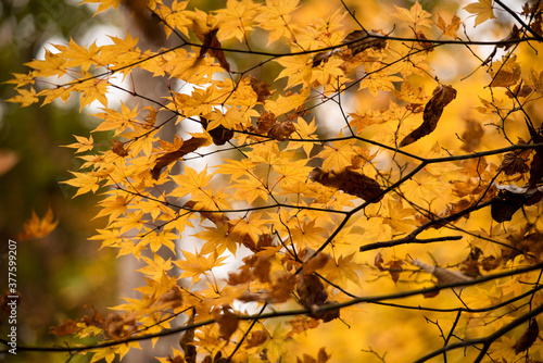 Autumn leaves　　Maple © ISAMU