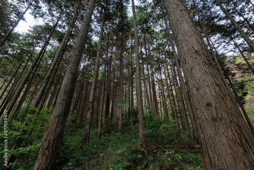Fototapeta premium autumn forest tree green 