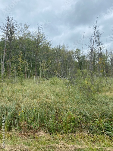 Scenic Minnesota Landscape in the Summer Time