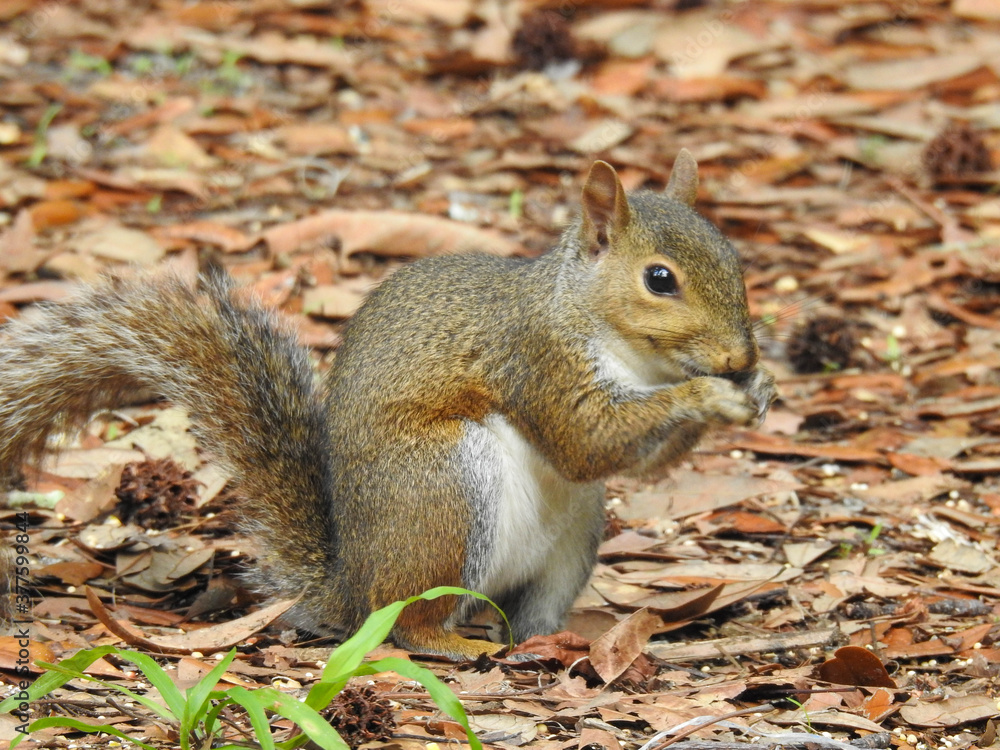 Brown squirrell stops for some dropped seeds Brown squirrell stops for some dropped seeds