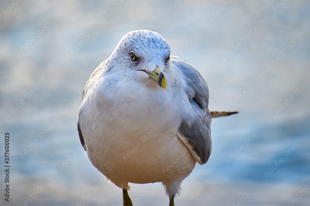 Obraz premium seagull on a beach
