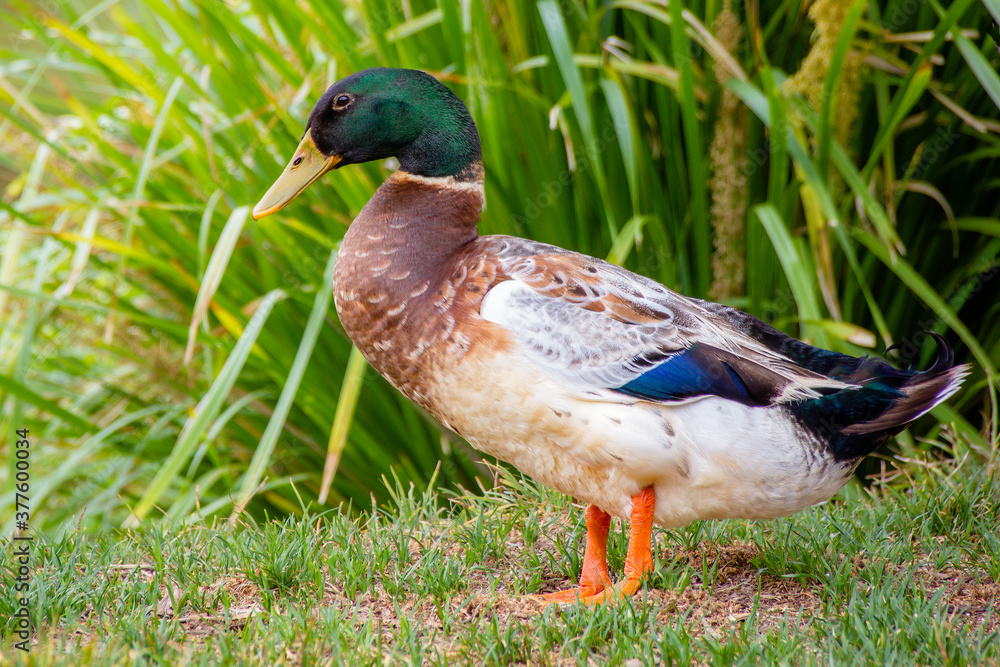 Profile shot of a male Mallard Duck Profile shot of a male Mallard Duck
