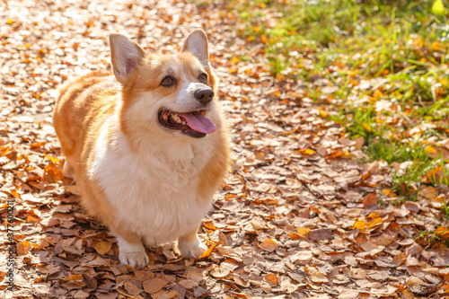 One Welsh Corgi Pembroke dog stand with their tongues out against the yellow autumn leaves illuminated