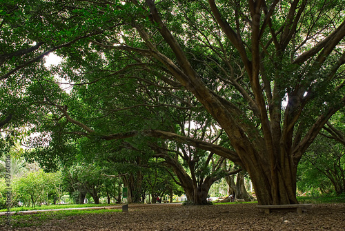Bosques