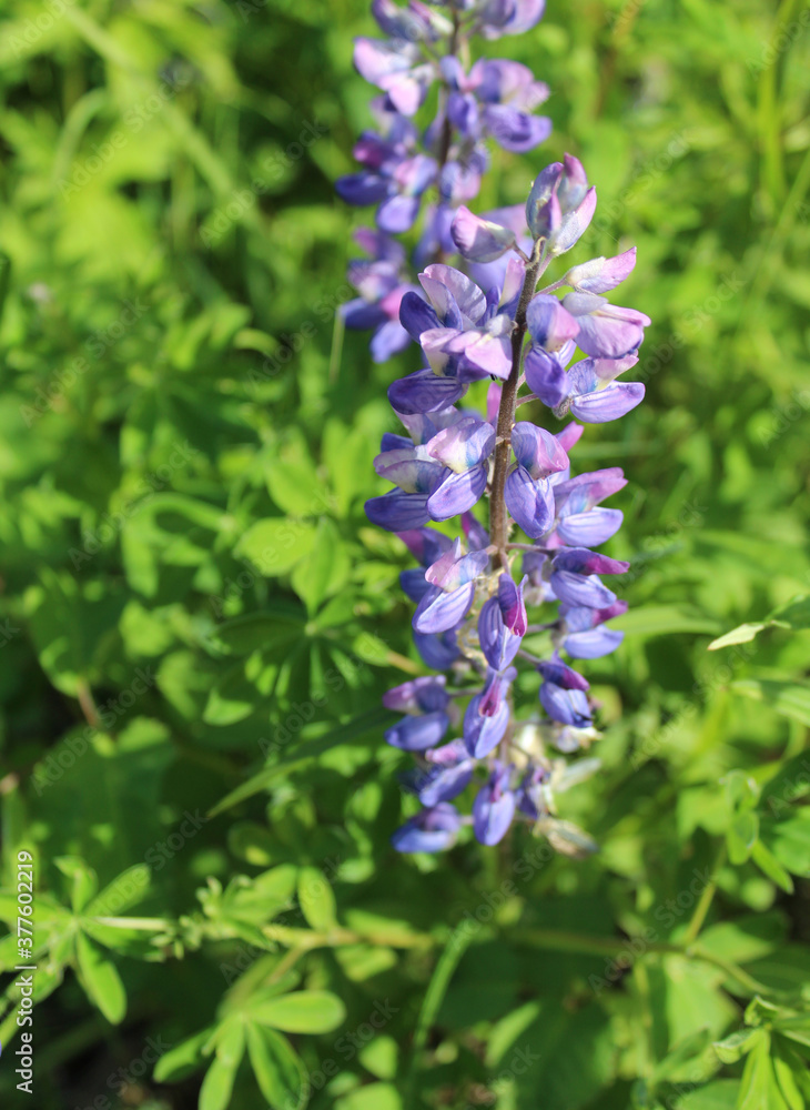 Nootka lupine wildflowers at Denali State Park in Alaska Nootka lupine wildflowers at Denali State Park in Alaska