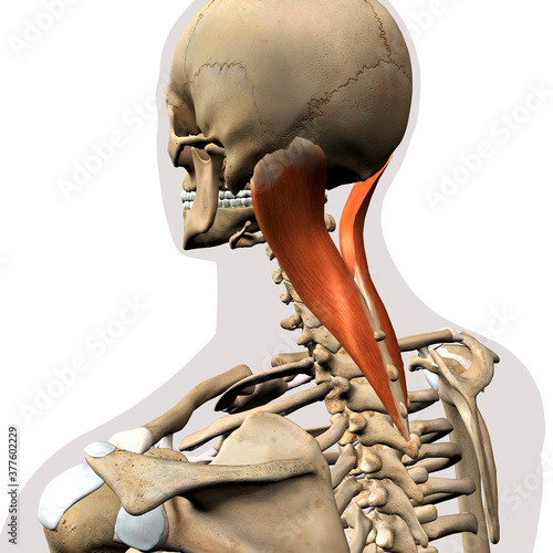 Splenius Capitis Neck Muscle Isolated on Spinal Column, Human Skeletal System, 3D Rendering photo