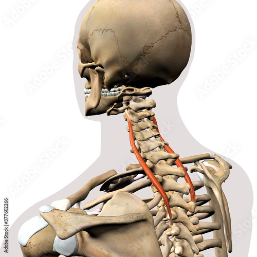 Longissimus Cervicis Neck Muscle Isolated on Spinal Column, Human Skeletal System, 3D Rendering photo