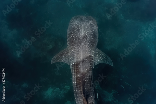 Overhead shot of a whaleshark (Rhincodon typus) while swimming gracefully above the reef. photo