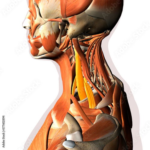 Canvas Print Scalene Muscles Highlighted within Neck Muscles, 3D Rendering