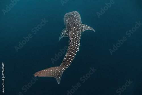 Obraz na plátně Massive whaleshark (Rhincodon typus) swimming gracefully in the deep