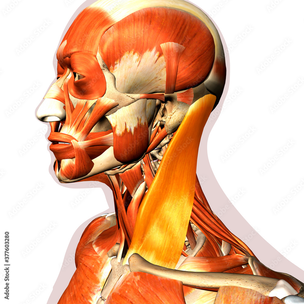 Sternocleidomastoid Neck Muscle Highlighted within Muscular System, 3D