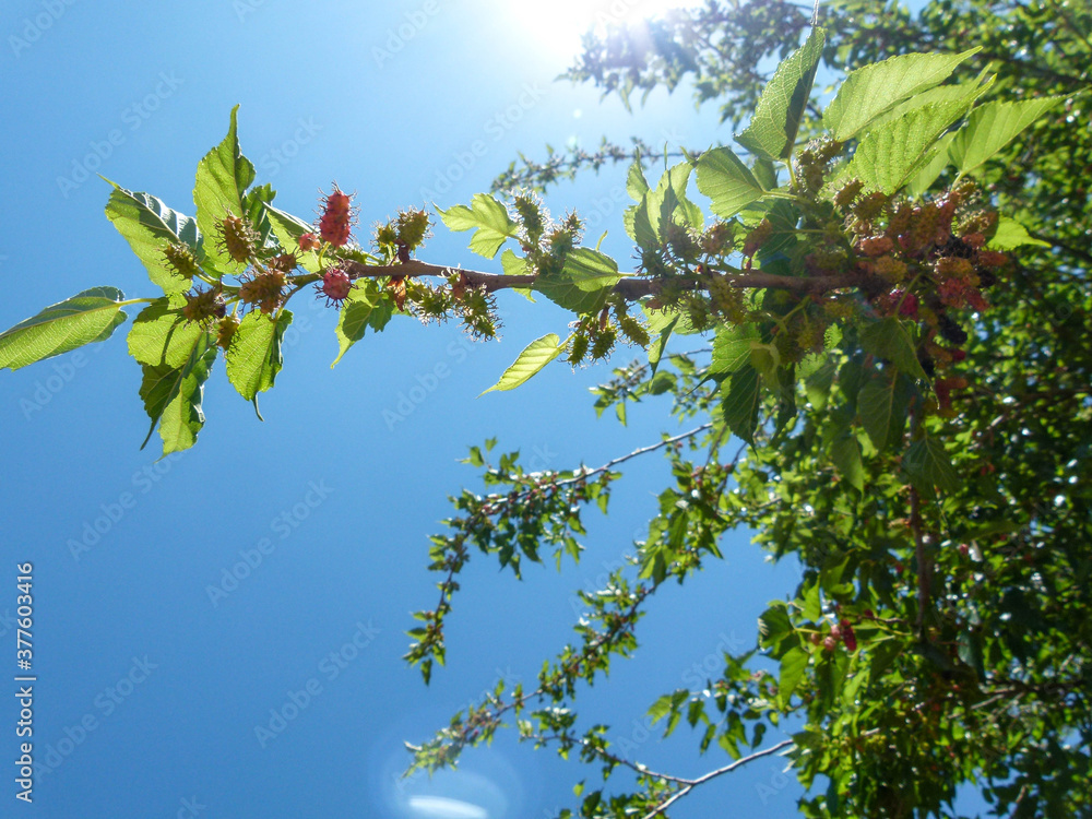 Fototapeta premium blackberry tree branch