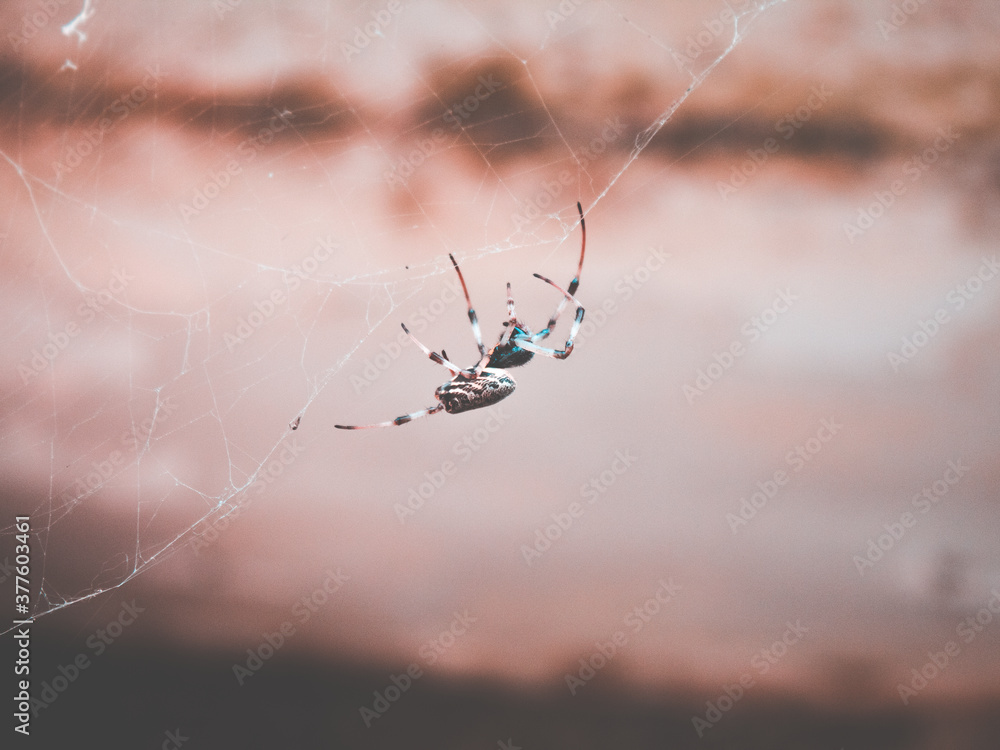 Surprise Sipider in Saturday