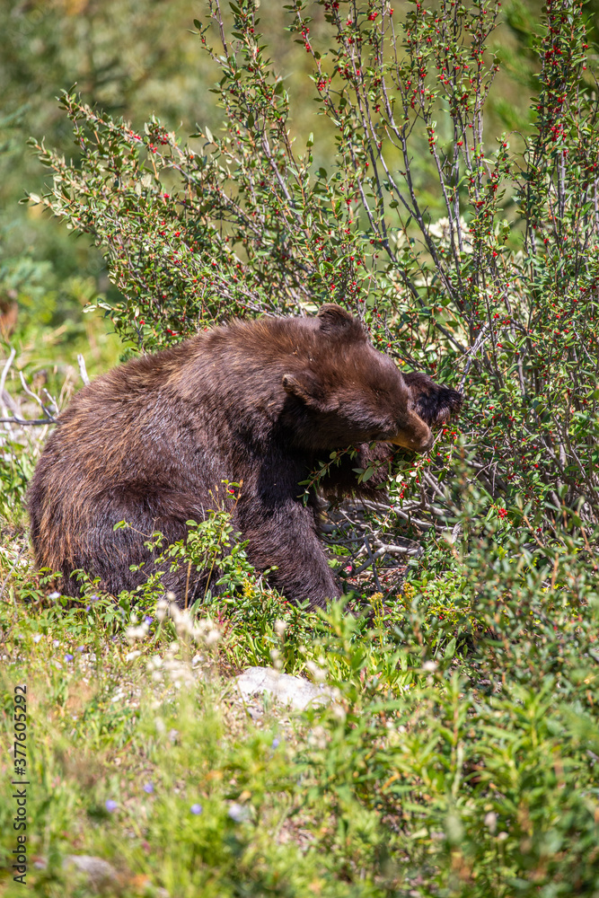 Black bear (Ursus americanus) eating wild berries in the forest Black bear (Ursus americanus) eating wild berries in the forest