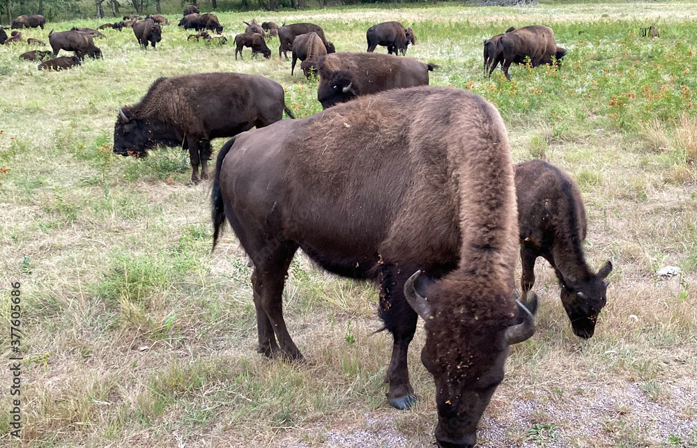 bison roadside in park national park bison roadside in park national park