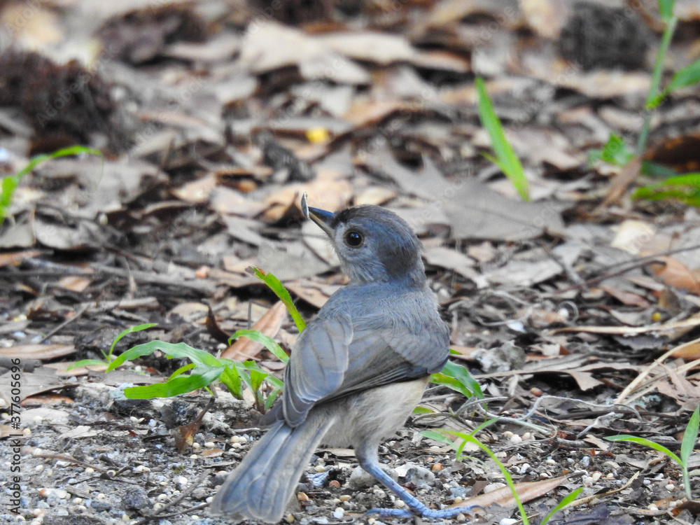 Obraz premium A gray catbird on Tybee Island, Georgia