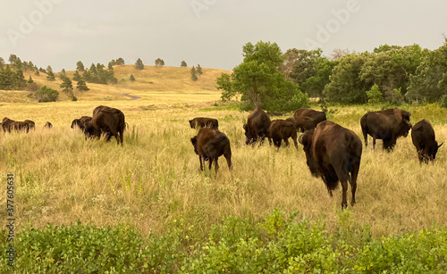 herd of bison roaming prairie in park national park