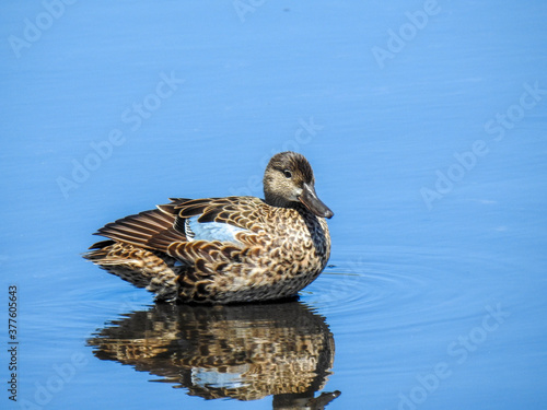 Photography Female Blue Winged Teal in Florida