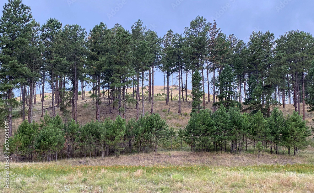 pine trees on prairie mountain pine trees on prairie mountain