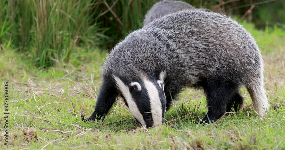 Video „European Badgers, meles meles, close up to mid shots of badgers