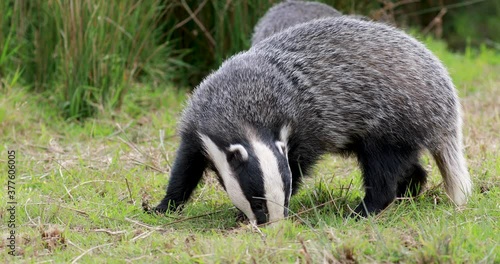 European Badgers, meles meles, close up to mid shots of badgers grazing and walking on grass with head detail.