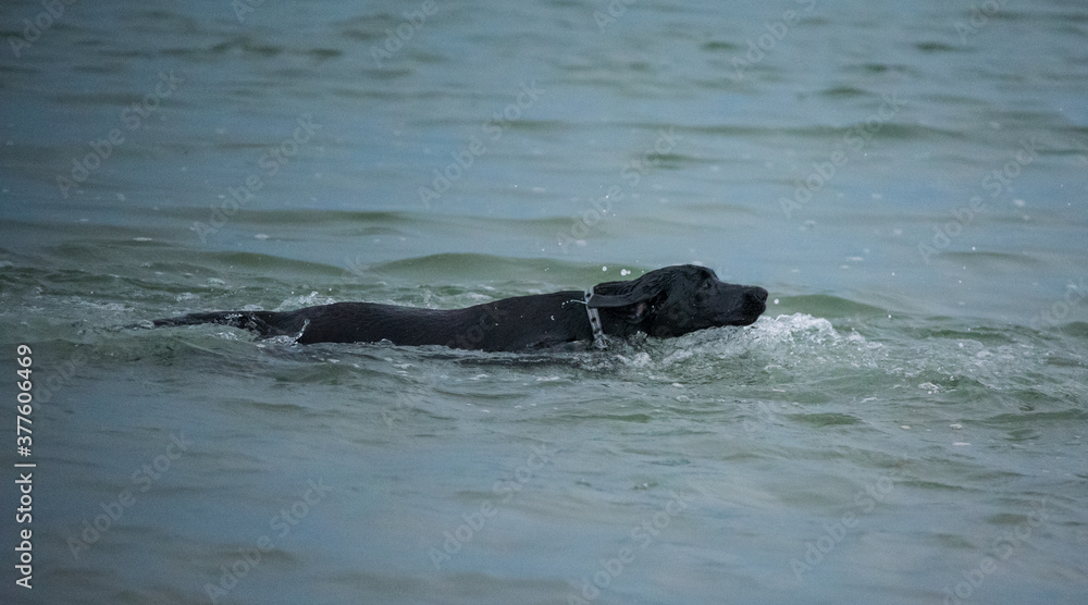Obraz premium Dogs Playing on a Sandbar