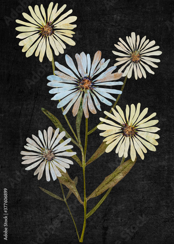 Pressed daisies arrangement isolated on black background