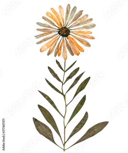 Pressed daisy flower with stem isolated in white background