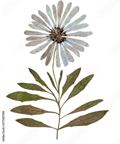 Pressed daisy flower with stem isolated in white background