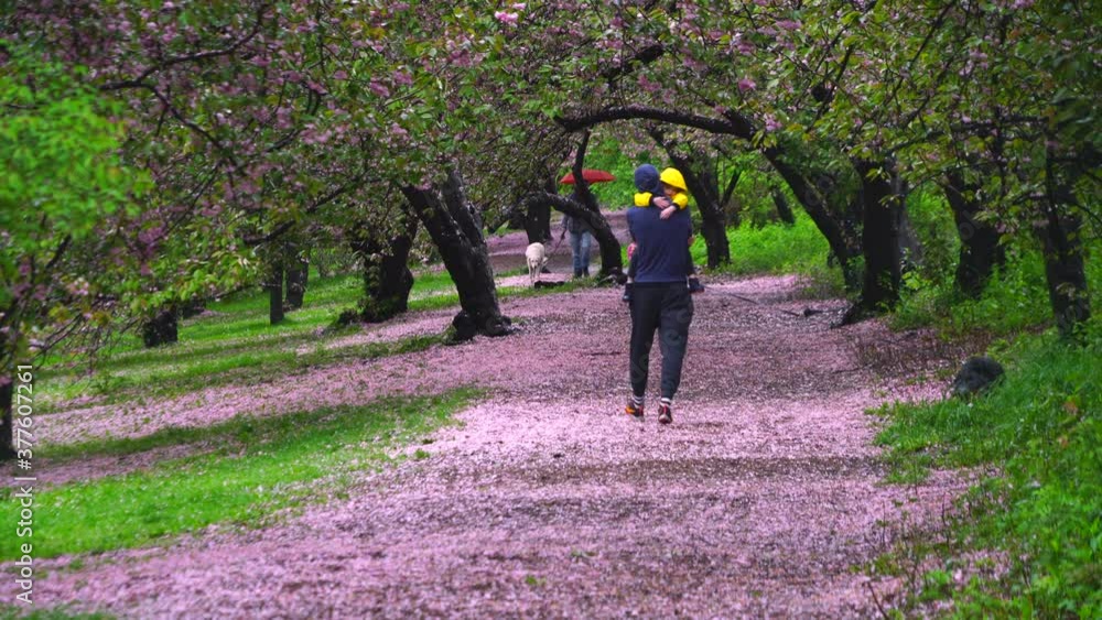 Myriad of fallen Cherry petals cover the footpath under the rows of Cherry trees in the rainy morning at Central Park New York City NY USA on May 05 2019. Dog walker walks on the myriad of fallen Cher Myriad of fallen Cherry petals cover the footpath under the rows of Cherry trees in the rainy morning at Central Park New York City NY USA on May 05 2019. Dog walker walks on the myriad of fallen Cher