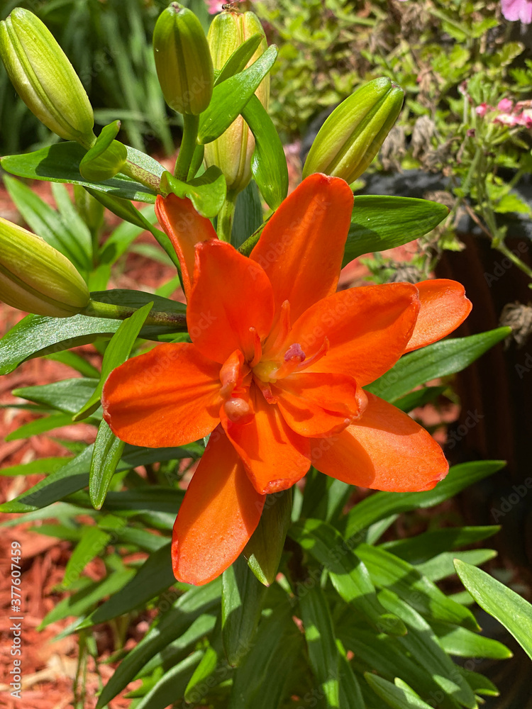 Fototapeta premium Plants outside in the summer time