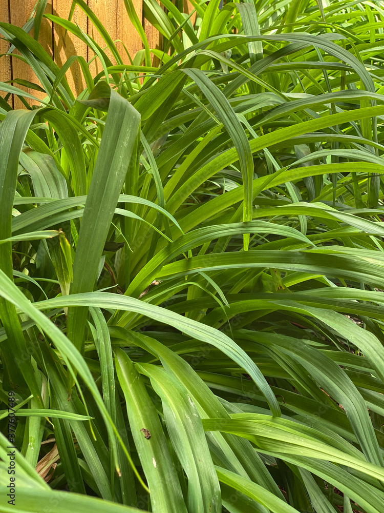 Obraz premium Plants outside in the summer time