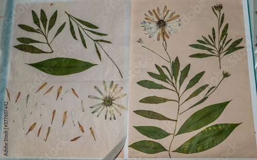 Real pressed daisies process preserved in a notebook herbarium