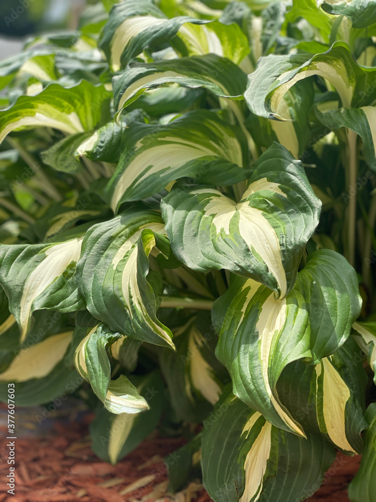 Flowers and Plants in outdoor gardens Flowers and Plants in outdoor gardens